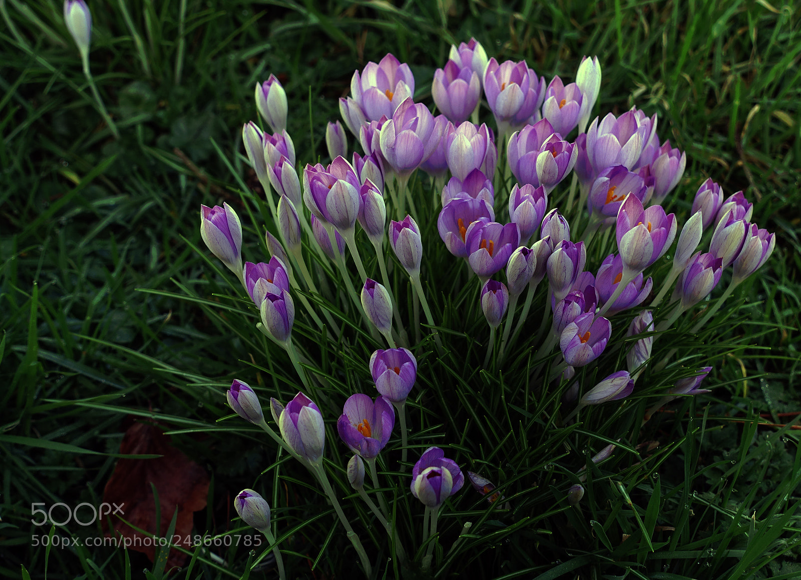 Sony Cyber-shot DSC-RX100 III sample photo. Crocuses photography