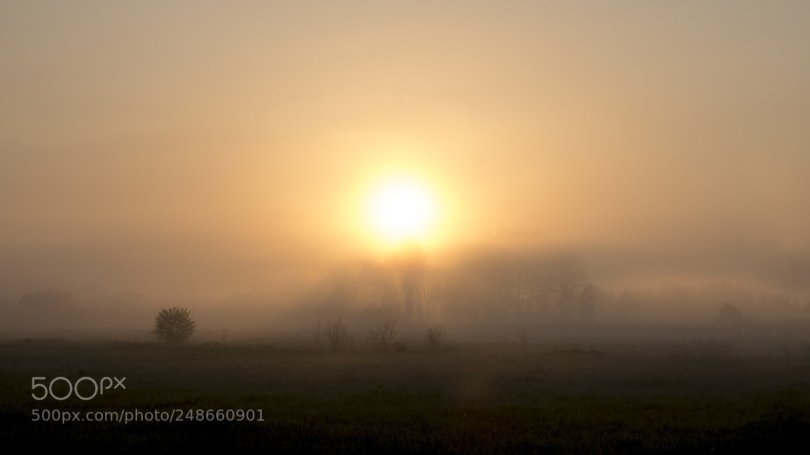 Pentax K-50 sample photo. Foggy sunrise photography