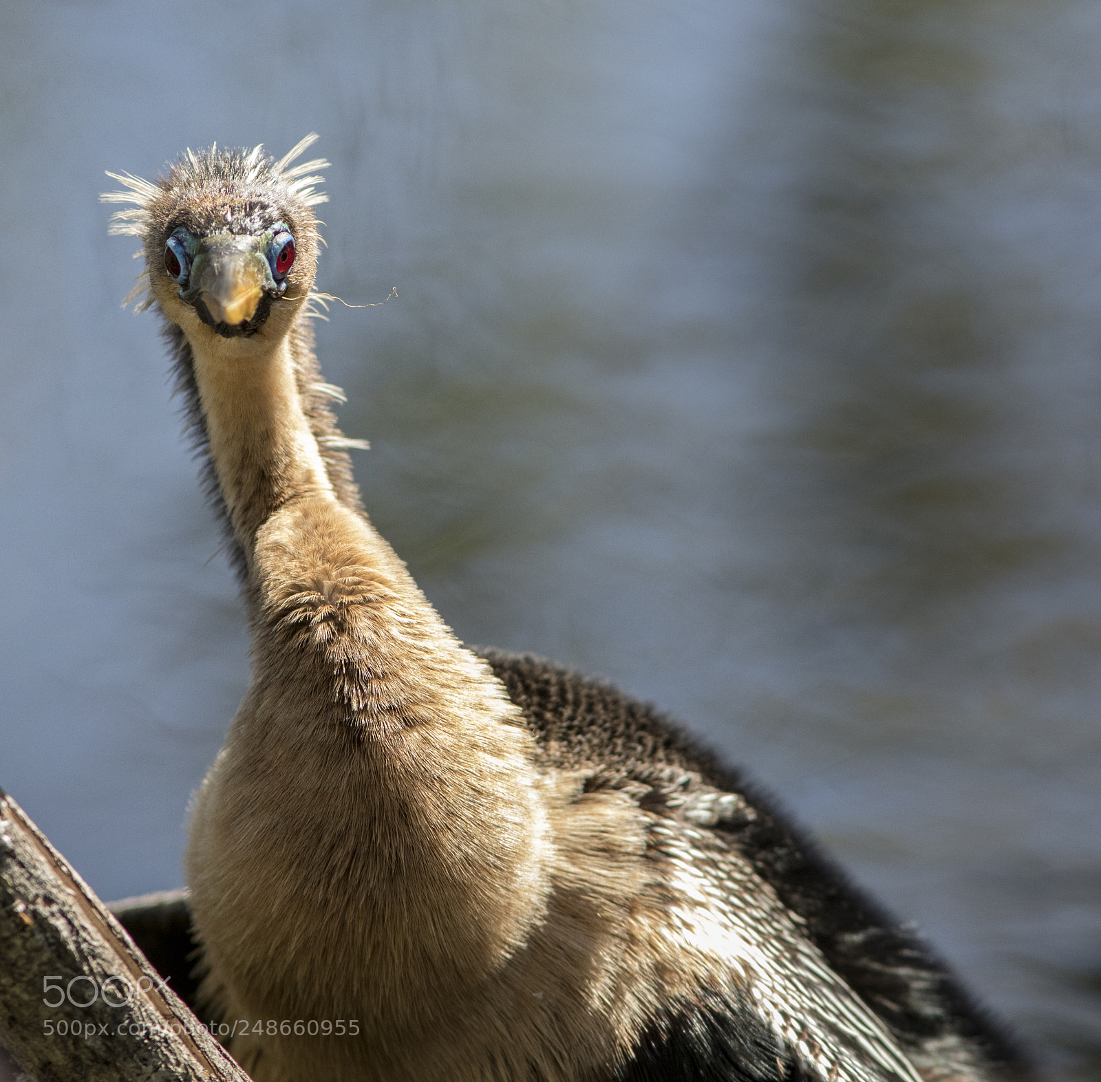 Canon EOS 7D Mark II sample photo. Freaky anhinga photography