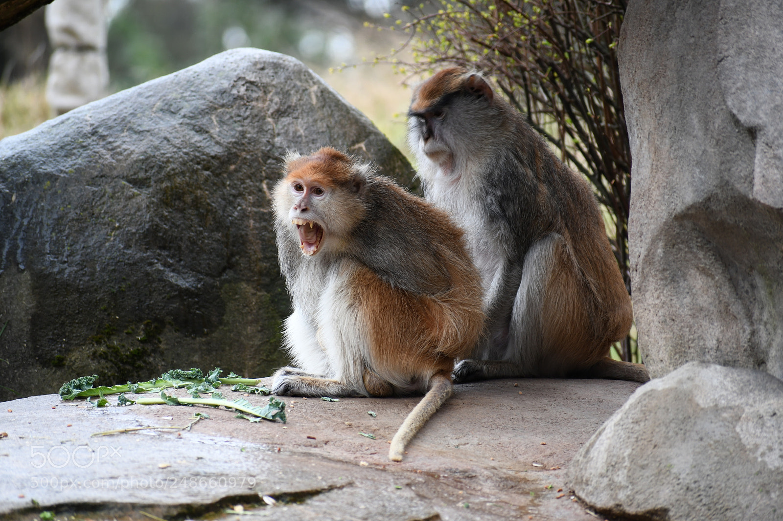 Nikon D7500 sample photo. Patas monkeys photography