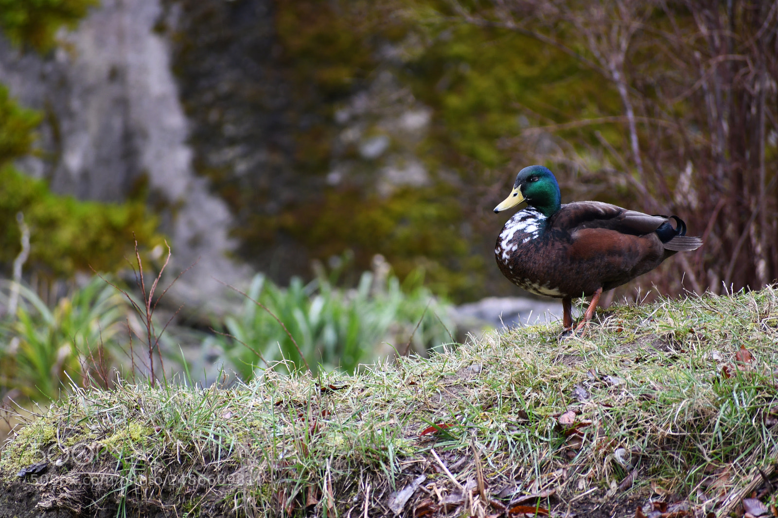 Nikon D7500 sample photo. Duck photography