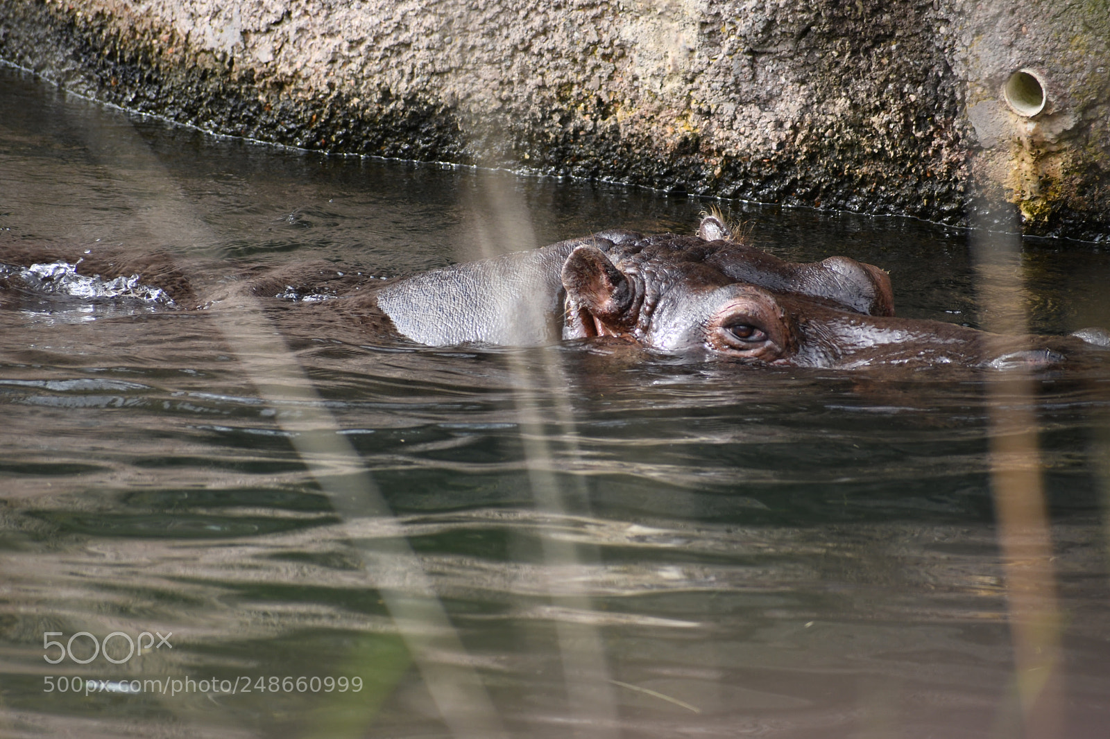 Nikon D7500 sample photo. Hippo through reeds photography