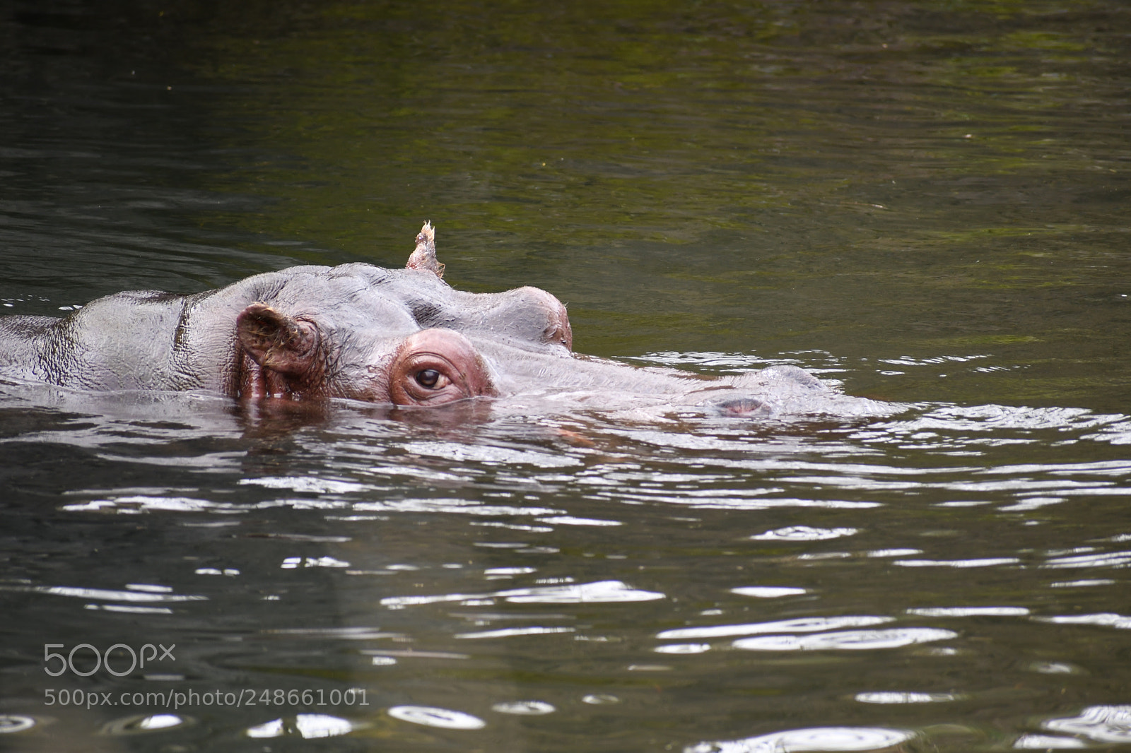 Nikon D7500 sample photo. Peeking hippo photography