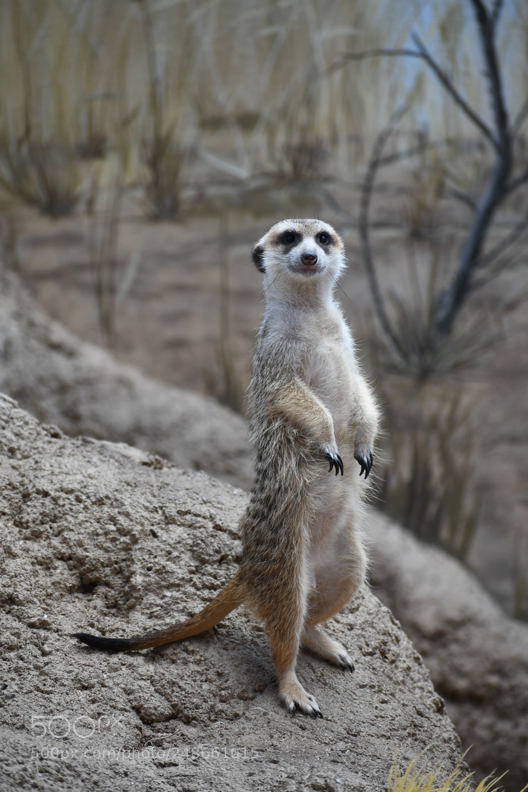 Nikon D7500 sample photo. Meerkat photography