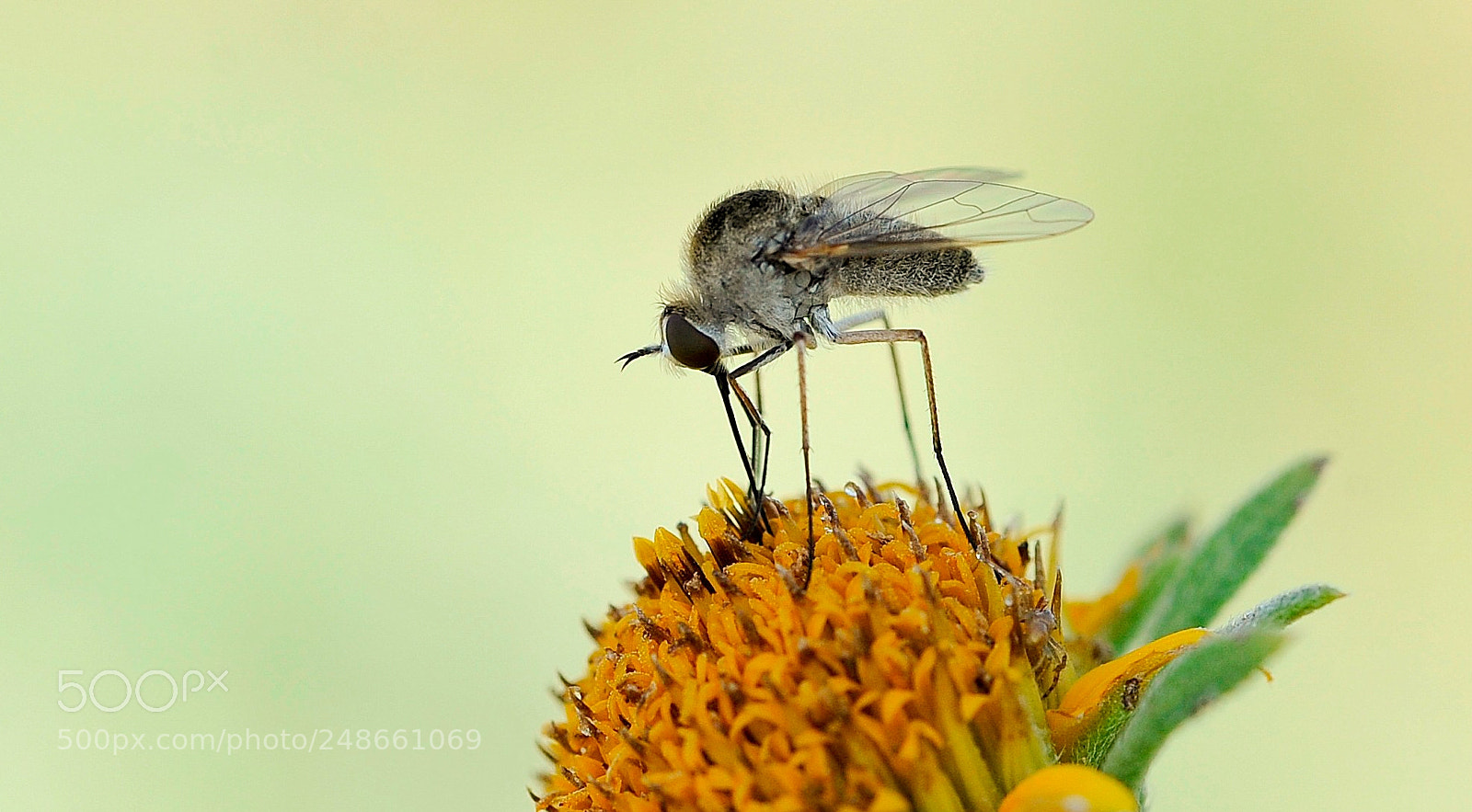 Nikon D700 sample photo. Fly photography