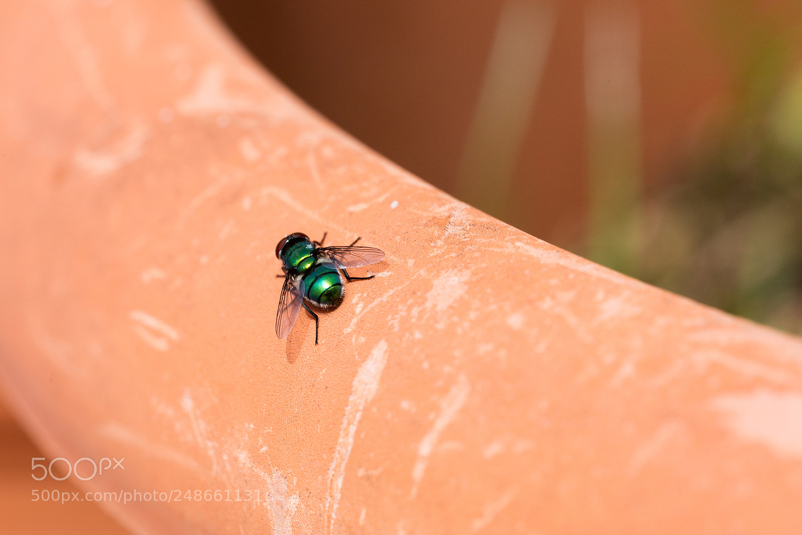 Canon EOS 5DS R sample photo. Green fly isolated photography