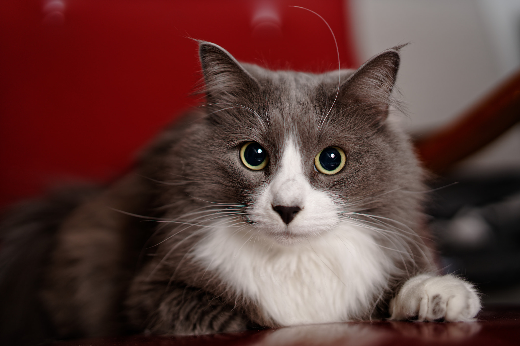 Sony a7R III + Sony Planar T* FE 50mm F1.4 ZA sample photo. Mauri the cat photography