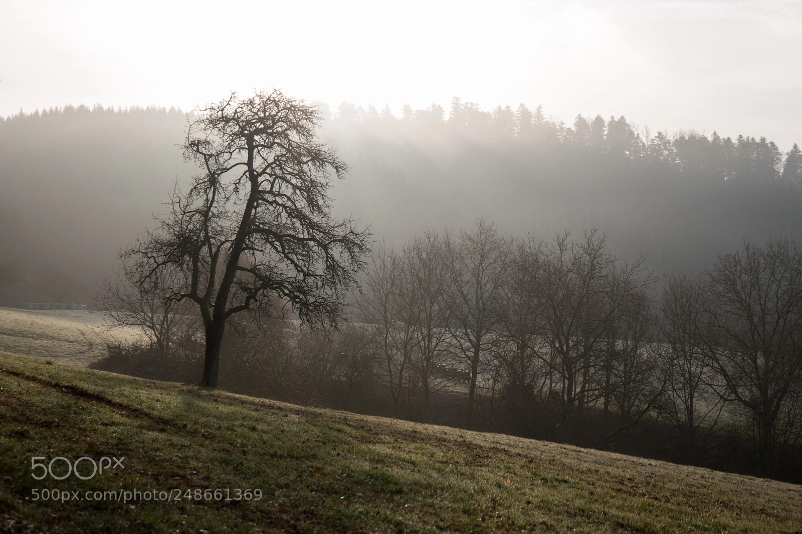 Samsung NX1 sample photo. Tree photography