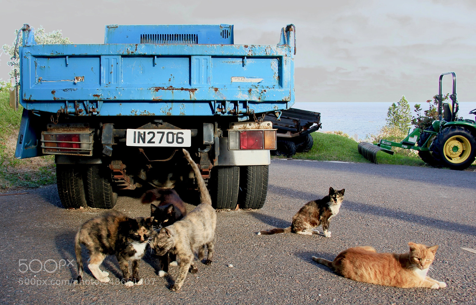 Canon EOS 60D sample photo. Stray cats strut photography