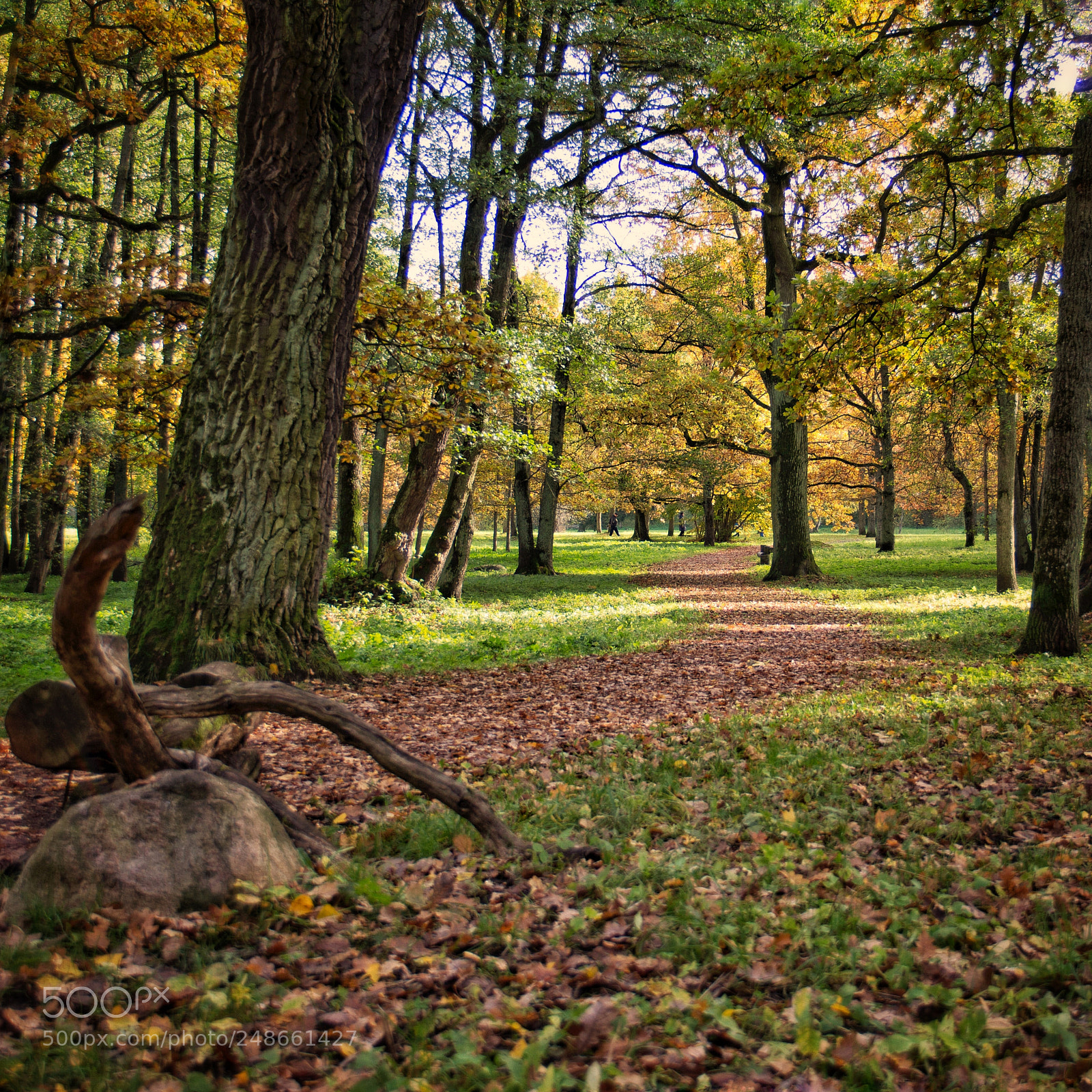 Canon EOS 60D sample photo. Into the woods photography