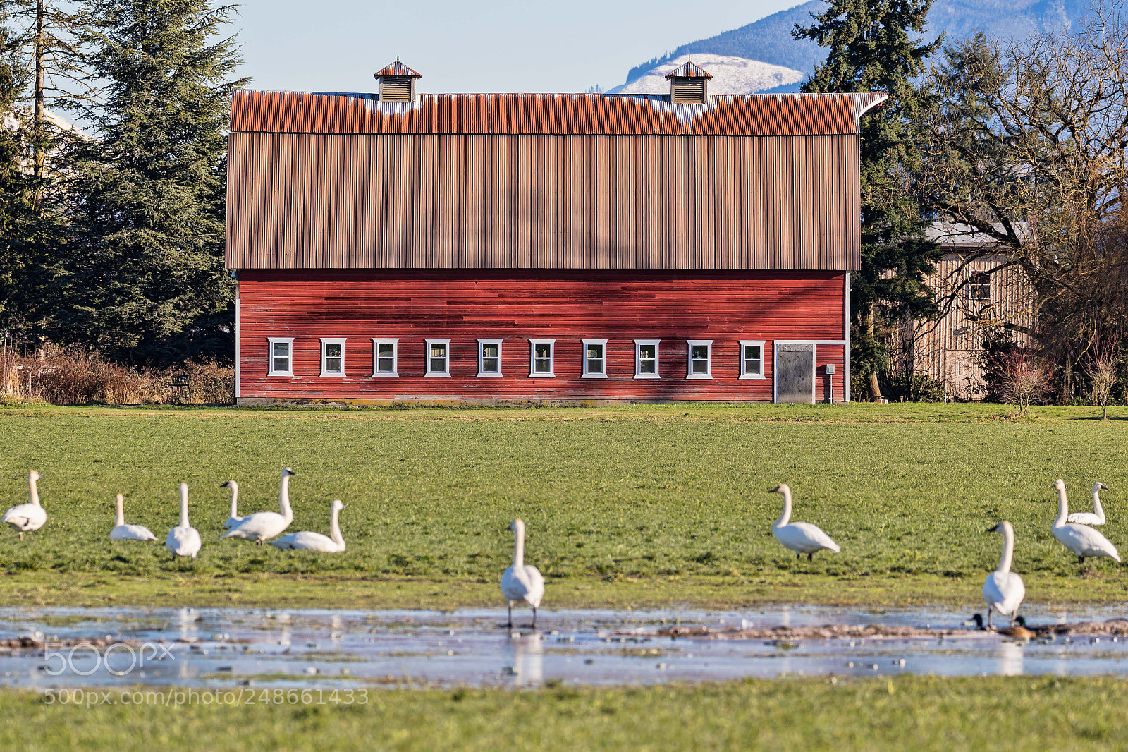 Canon EOS 7D Mark II sample photo. Red barn with swans photography