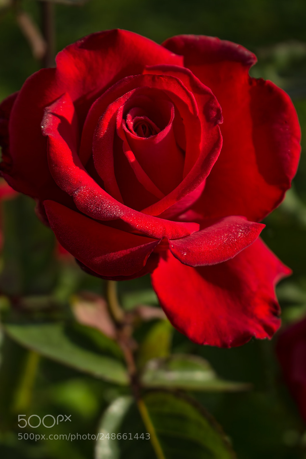 Canon EOS 100D (EOS Rebel SL1 / EOS Kiss X7) sample photo. Red rose photography