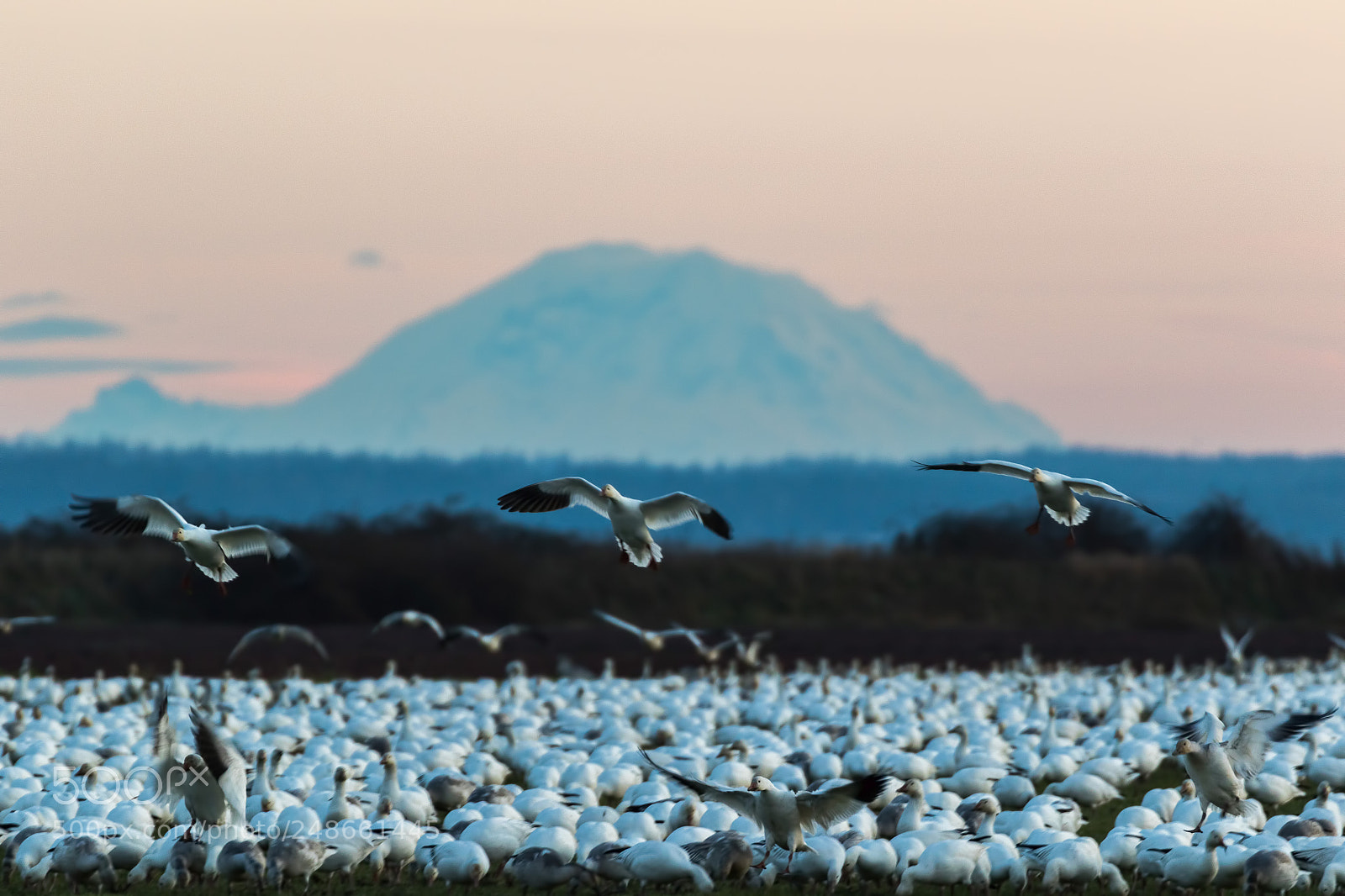 Canon EOS 7D Mark II sample photo. Snow geese with mt photography