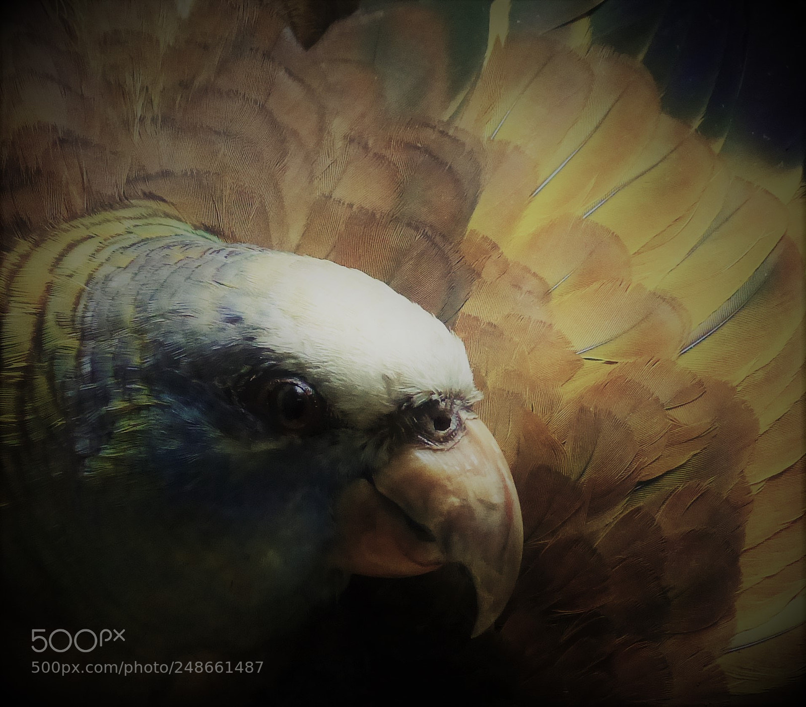 Panasonic Lumix DMC-FZ200 sample photo. Parrot taxidermy photography