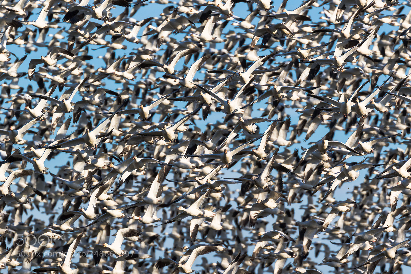 Canon EOS 7D Mark II sample photo. Snow geese photography