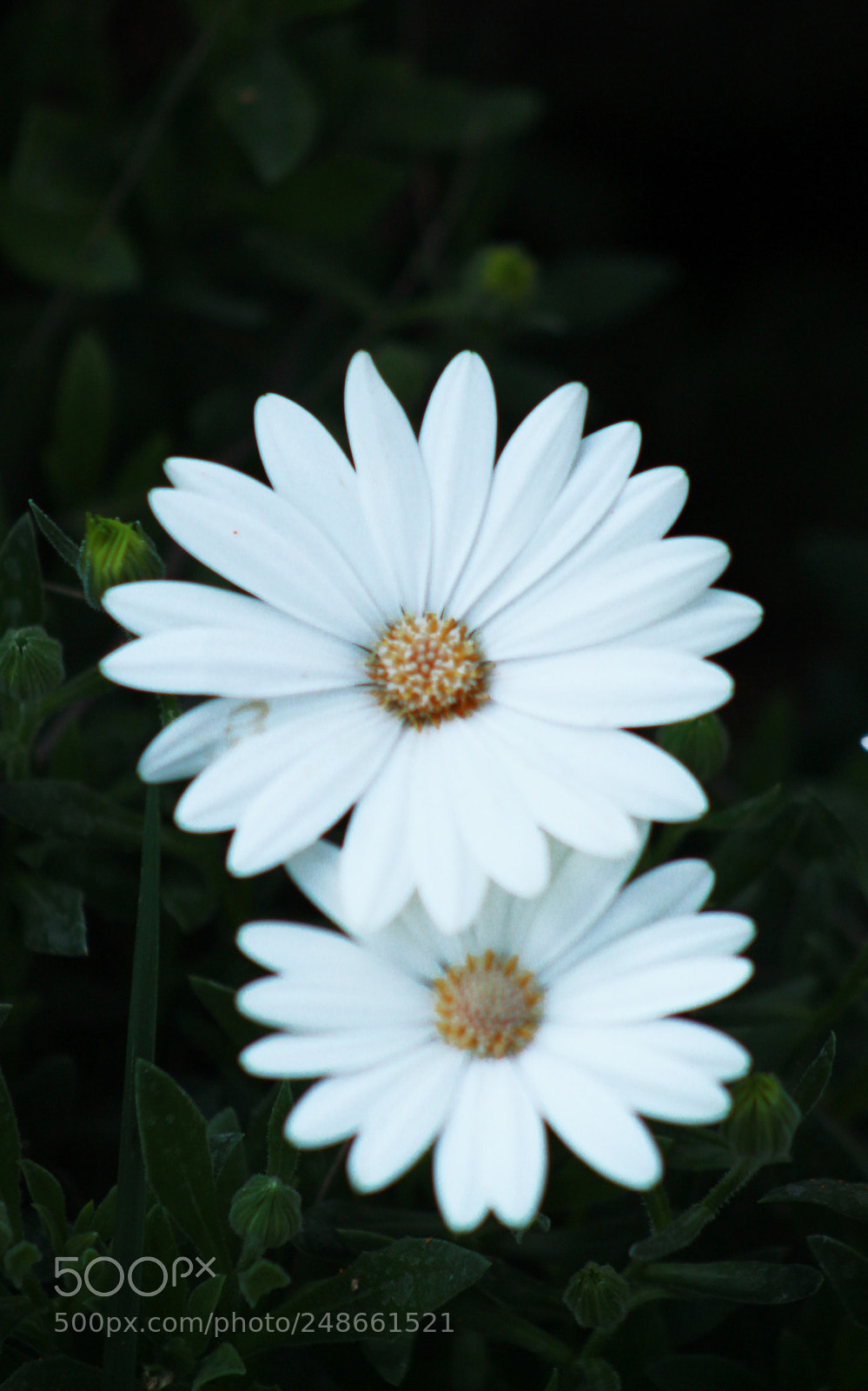 Canon EOS 1300D (EOS Rebel T6 / EOS Kiss X80) sample photo. Doble flor photography