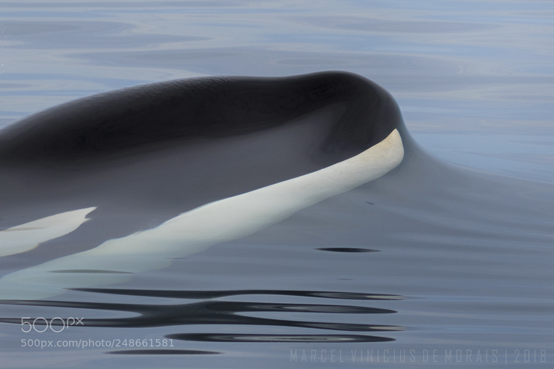 Nikon D500 sample photo. Orcinus orca photography