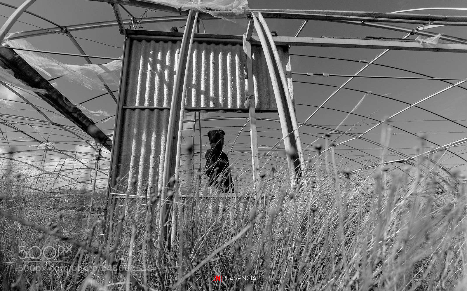 Nikon D7500 sample photo. Alone in the greenhouse photography