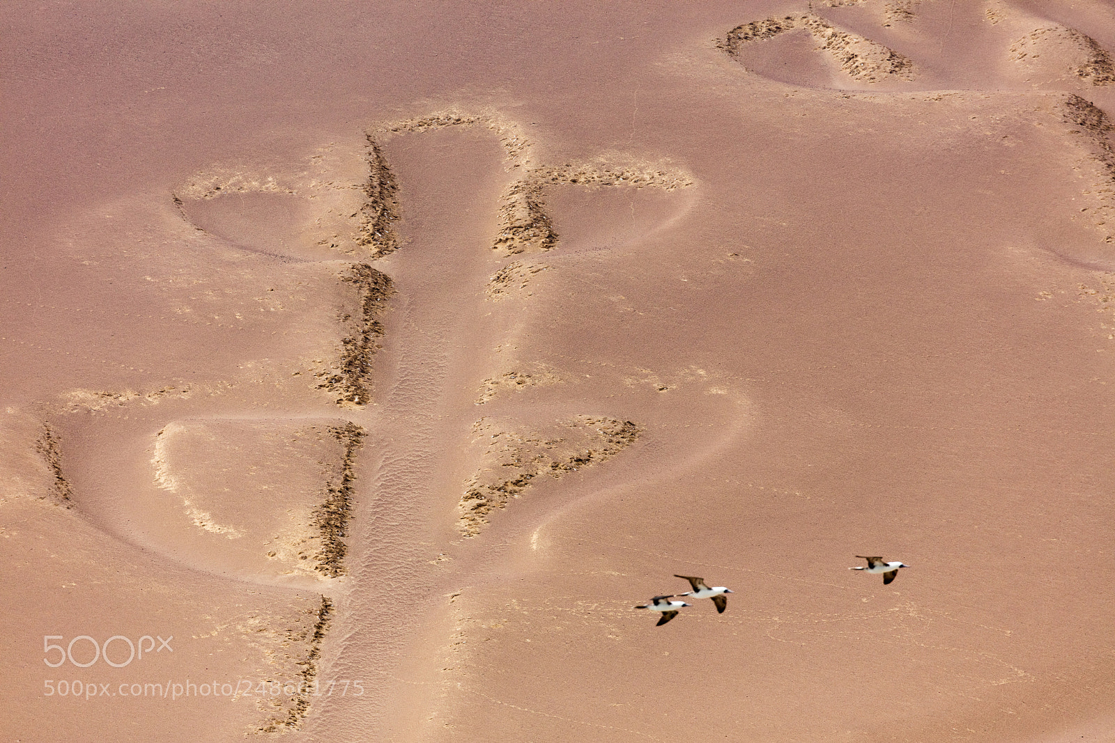 Canon EOS 5DS R sample photo. Ballestas candelabrum mark photography