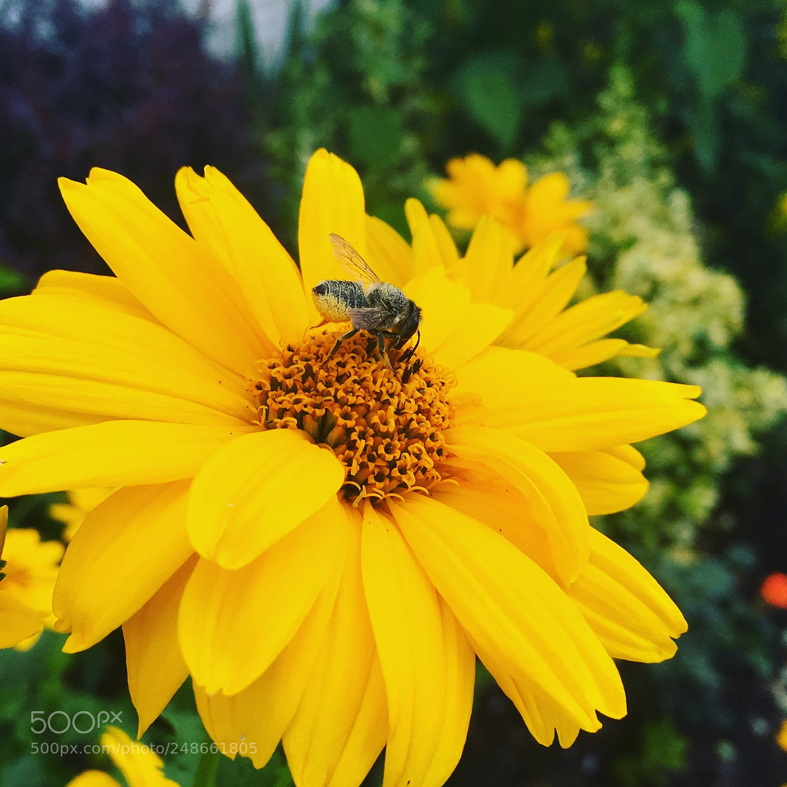 Apple iPhone SE sample photo. It’s a hoverfly photography