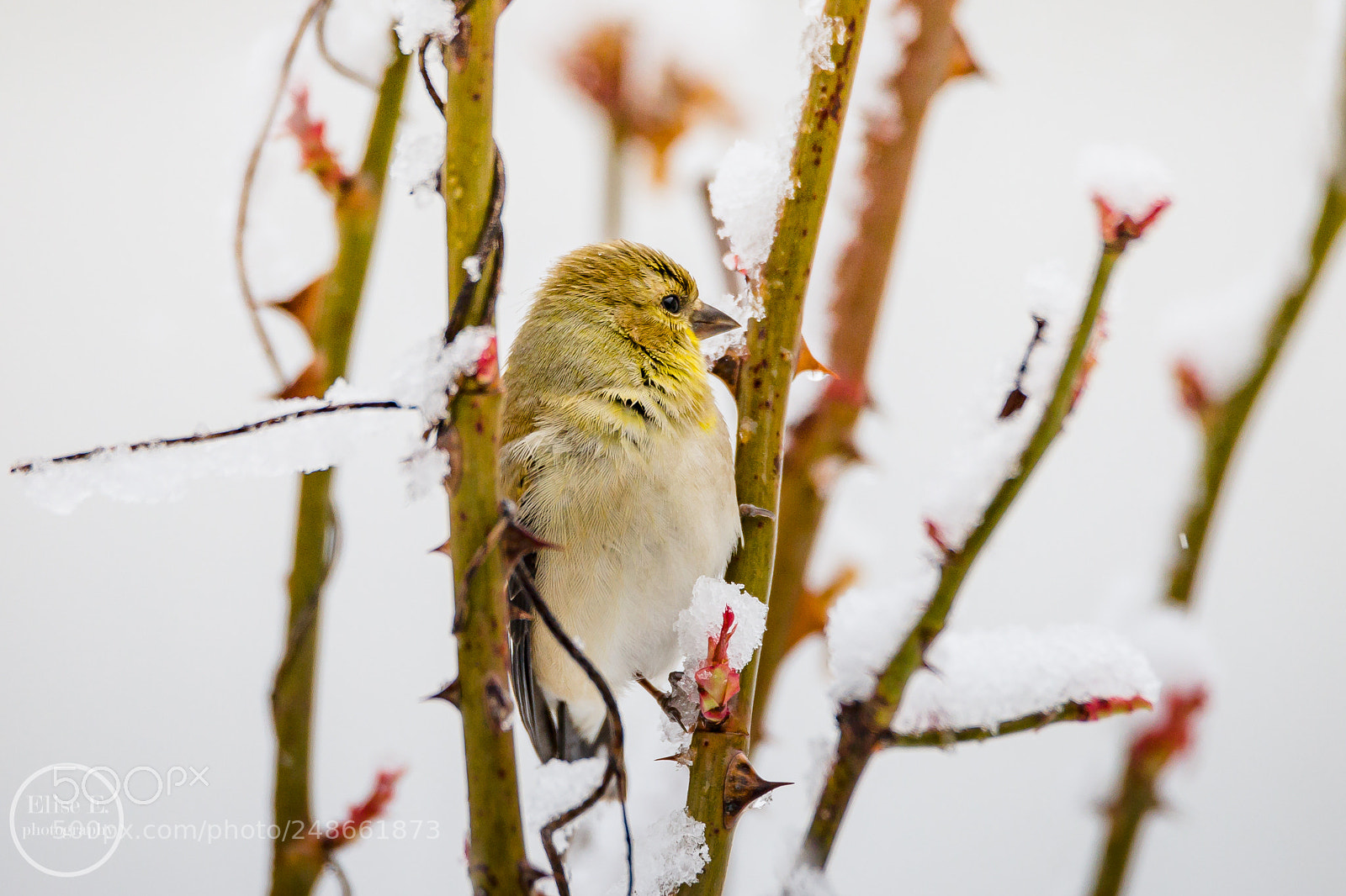 Canon EOS 6D Mark II sample photo. Goldfinch photography