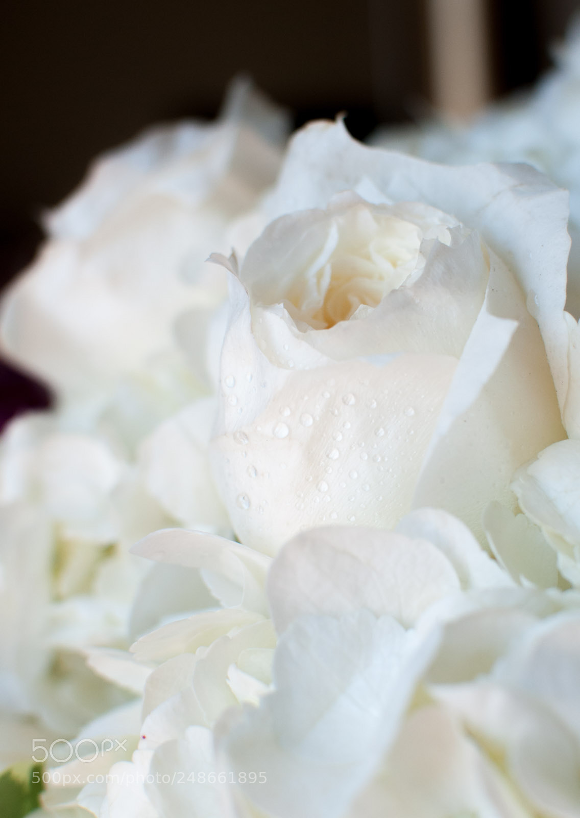Nikon D5000 sample photo. Wet white roses photography