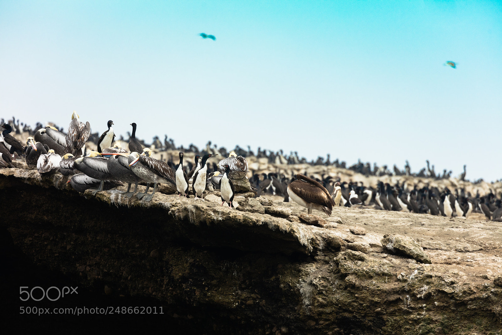 Canon EOS 5DS R sample photo. Ballestas islands, perù photography