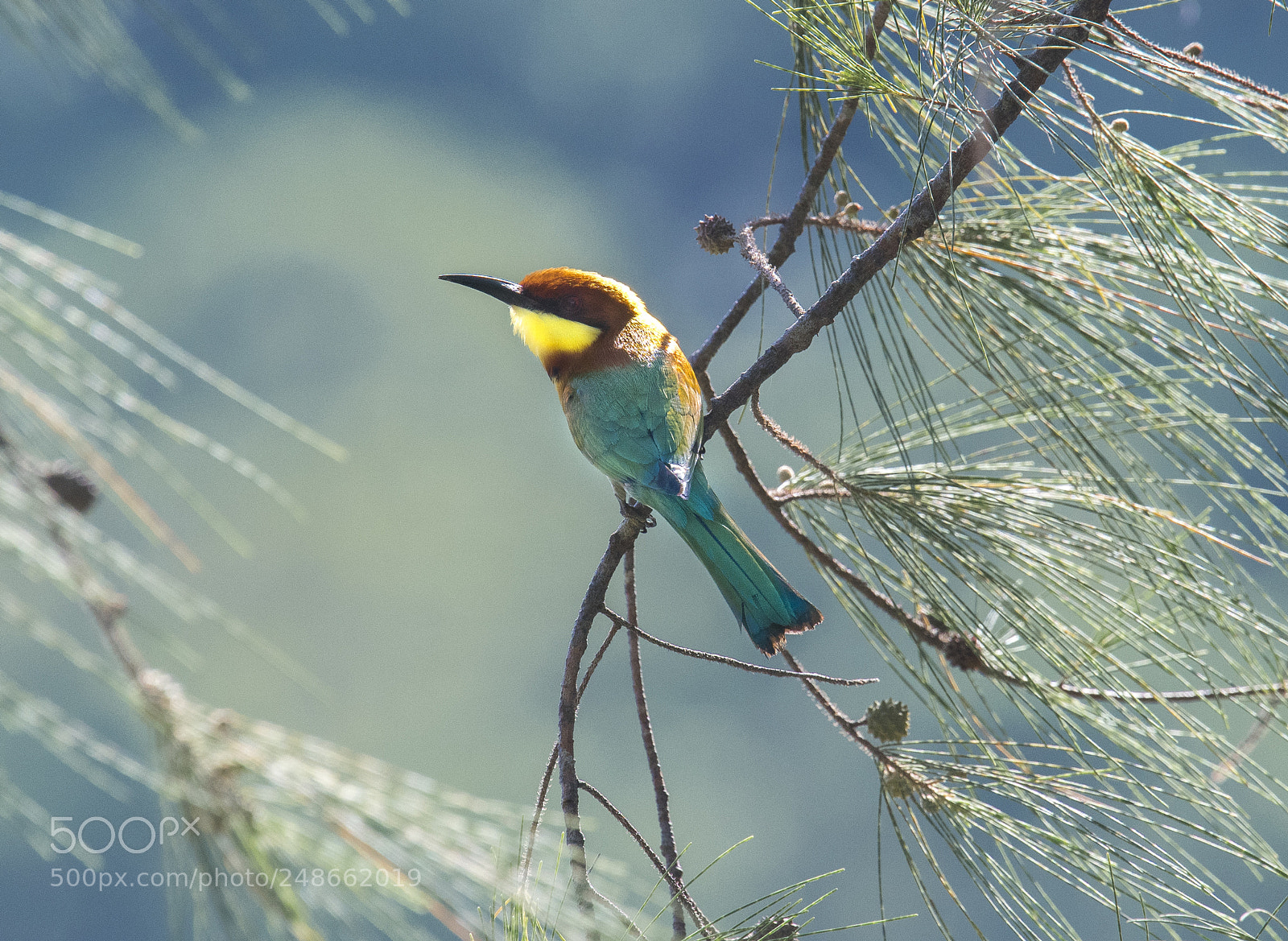 Nikon D500 sample photo. Chestnut headed bee eater photography