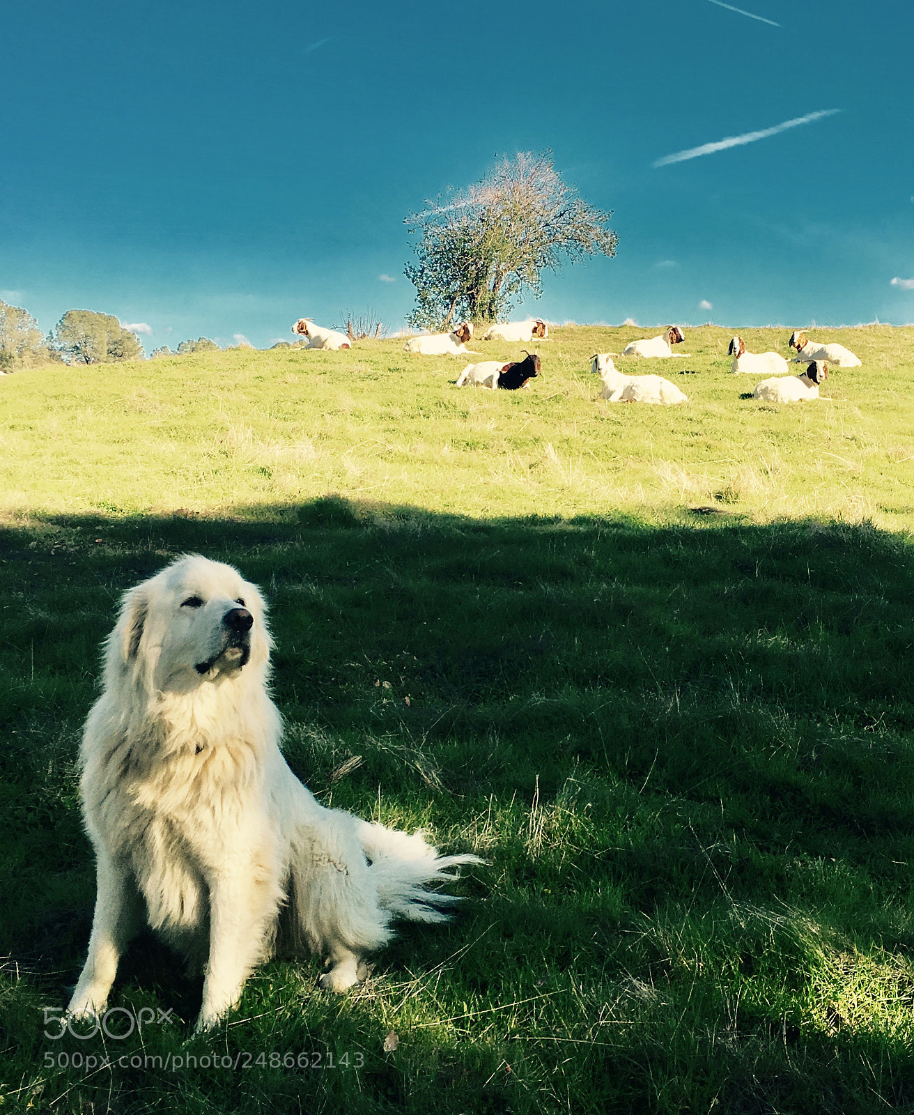 Apple iPhone 6s sample photo. Goat in dog's clothing photography