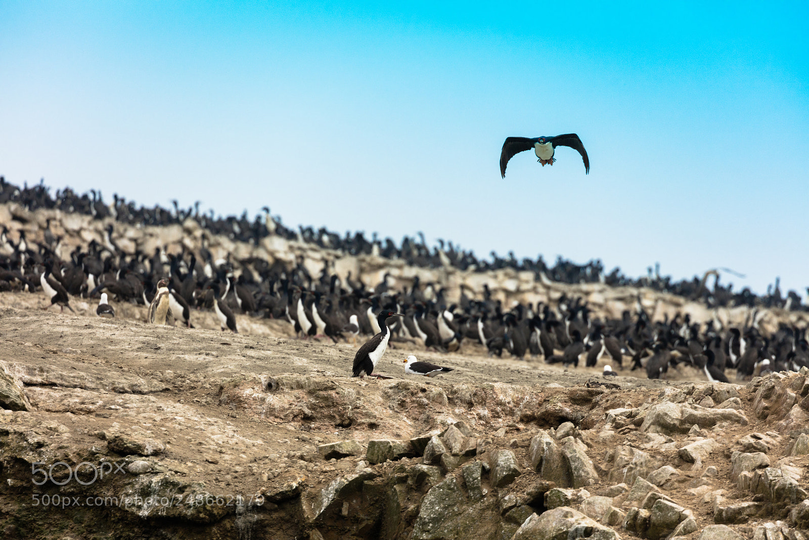 Canon EOS 5DS R sample photo. Ballestas islands, perù photography