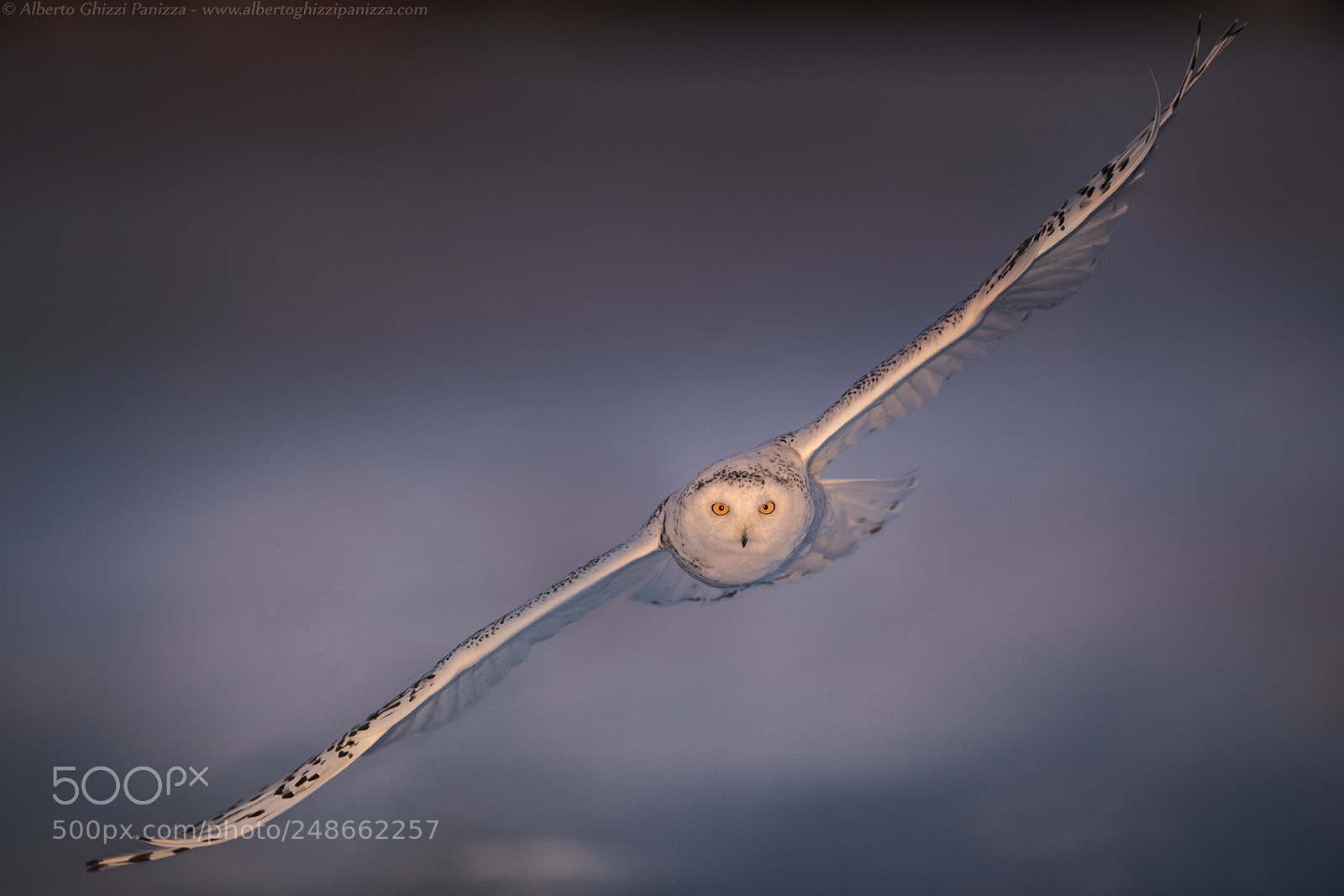 Nikon D850 sample photo. Diagonal flight photography