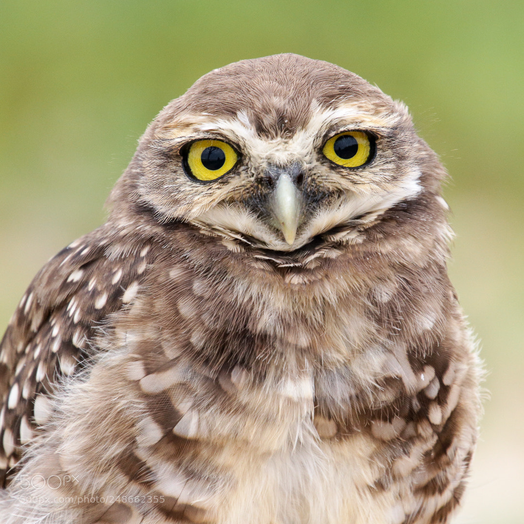 Canon EOS 750D (EOS Rebel T6i / EOS Kiss X8i) sample photo. Burrowing owl at the photography