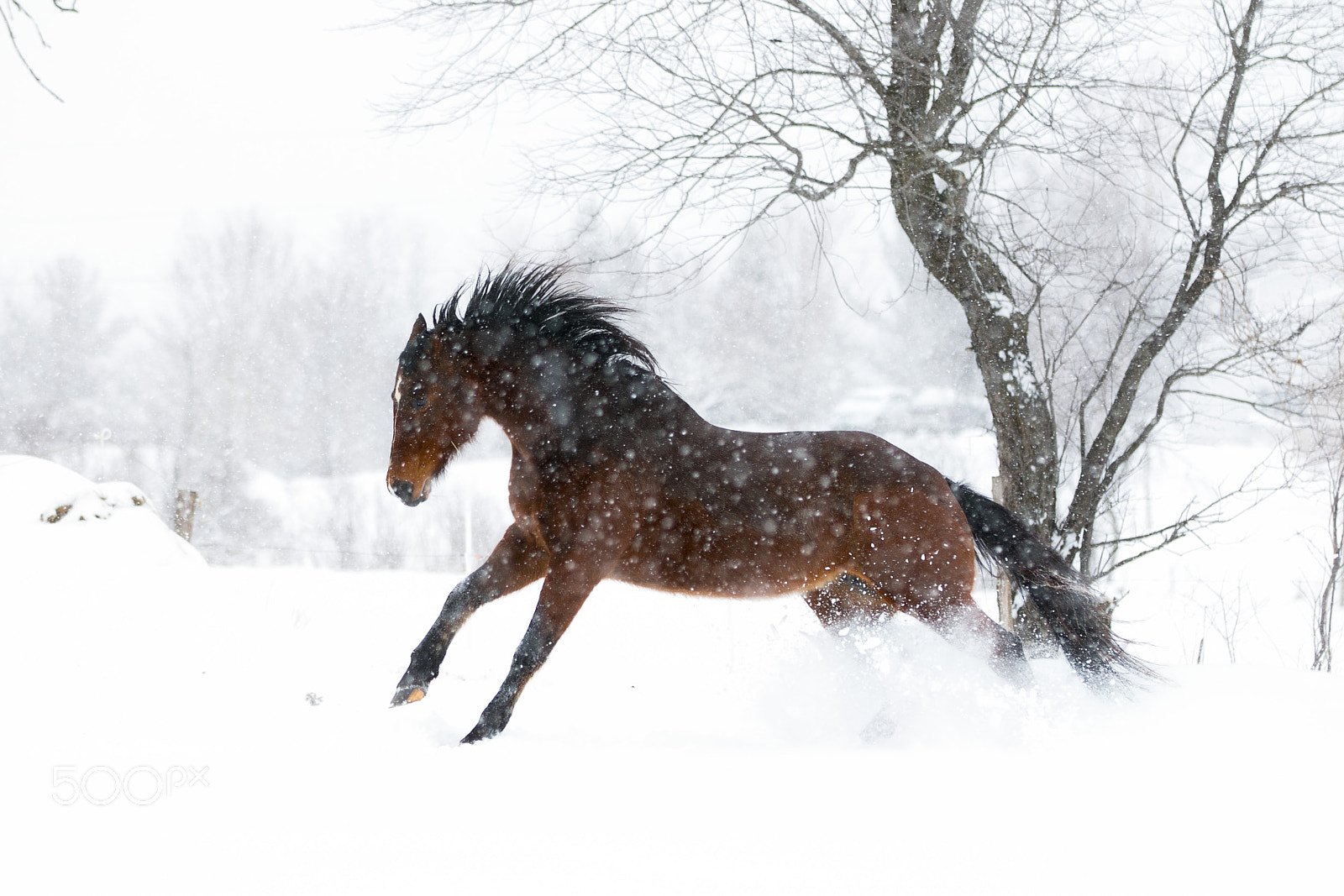 Canon EOS 7D Mark II sample photo. Horserunsthrusnowstorm photography