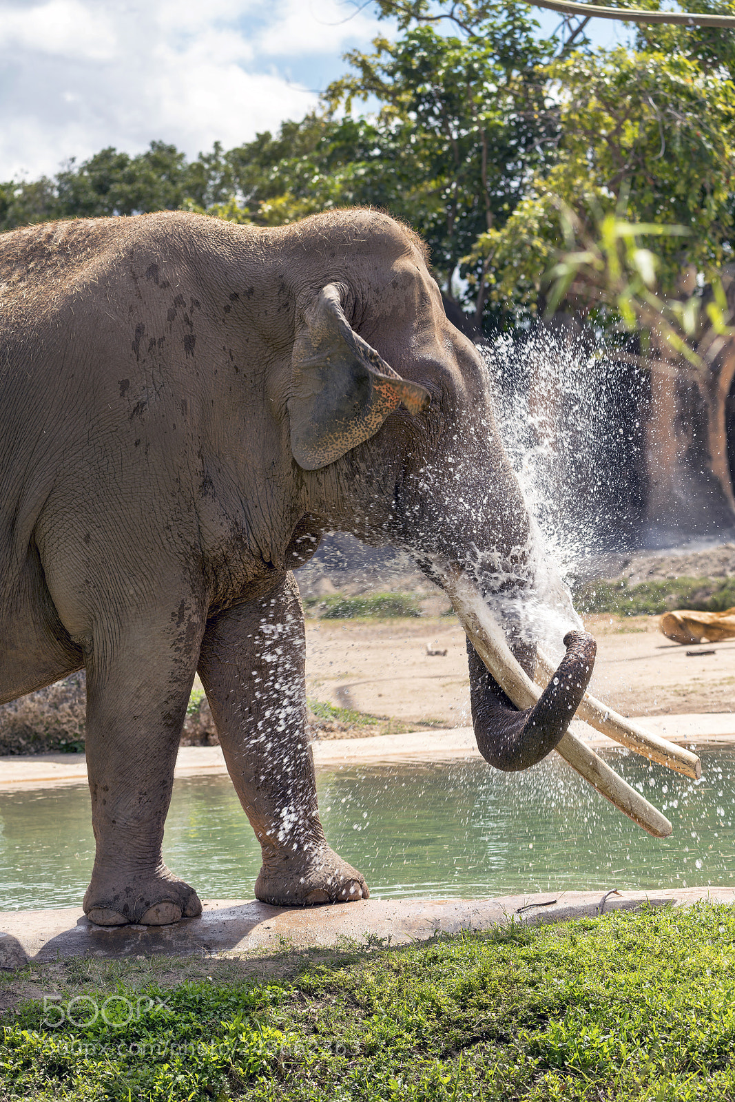 Sony a7R III sample photo. Elephant cooling off photography