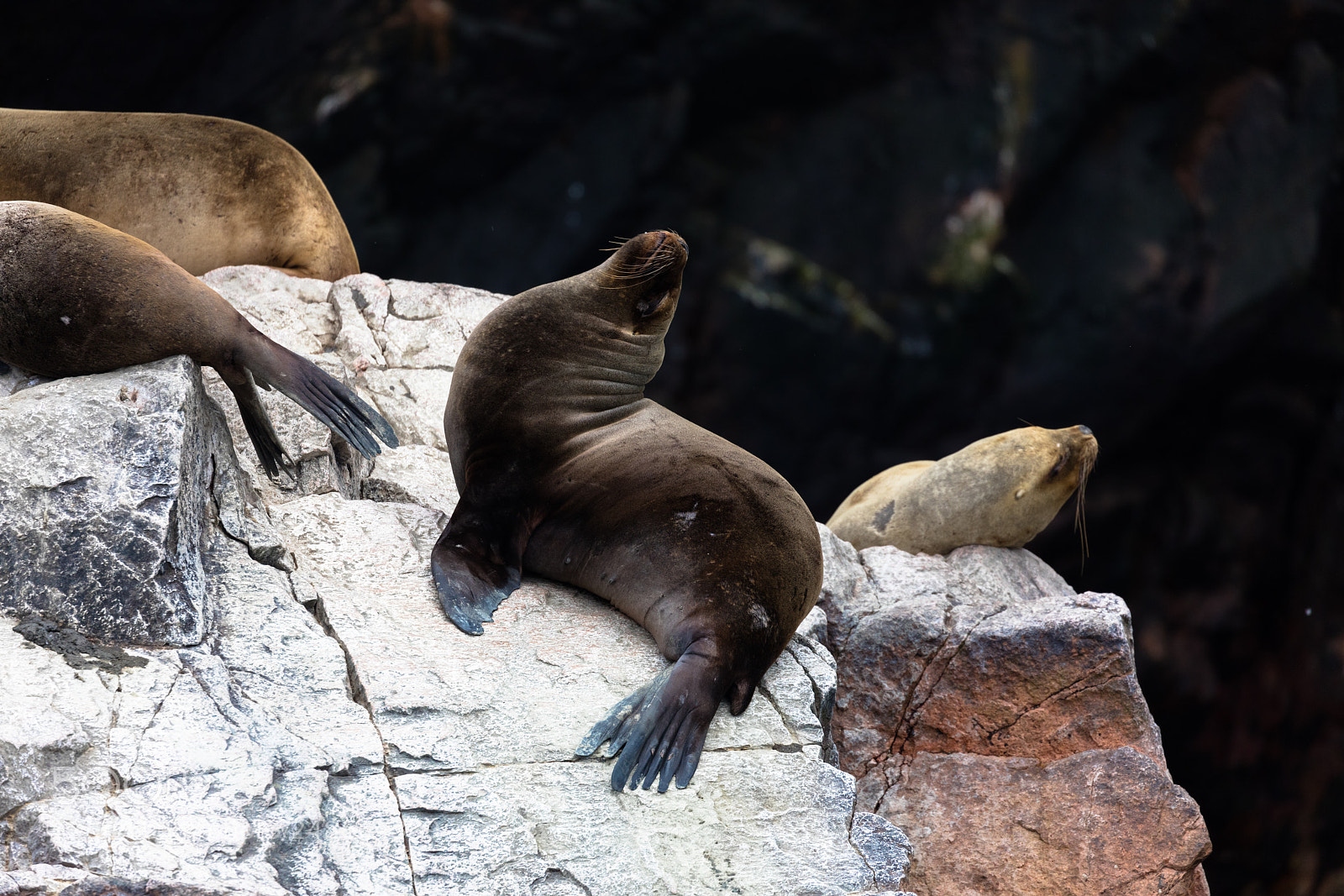 Canon EOS 5DS R sample photo. Ballestas islands, perù photography