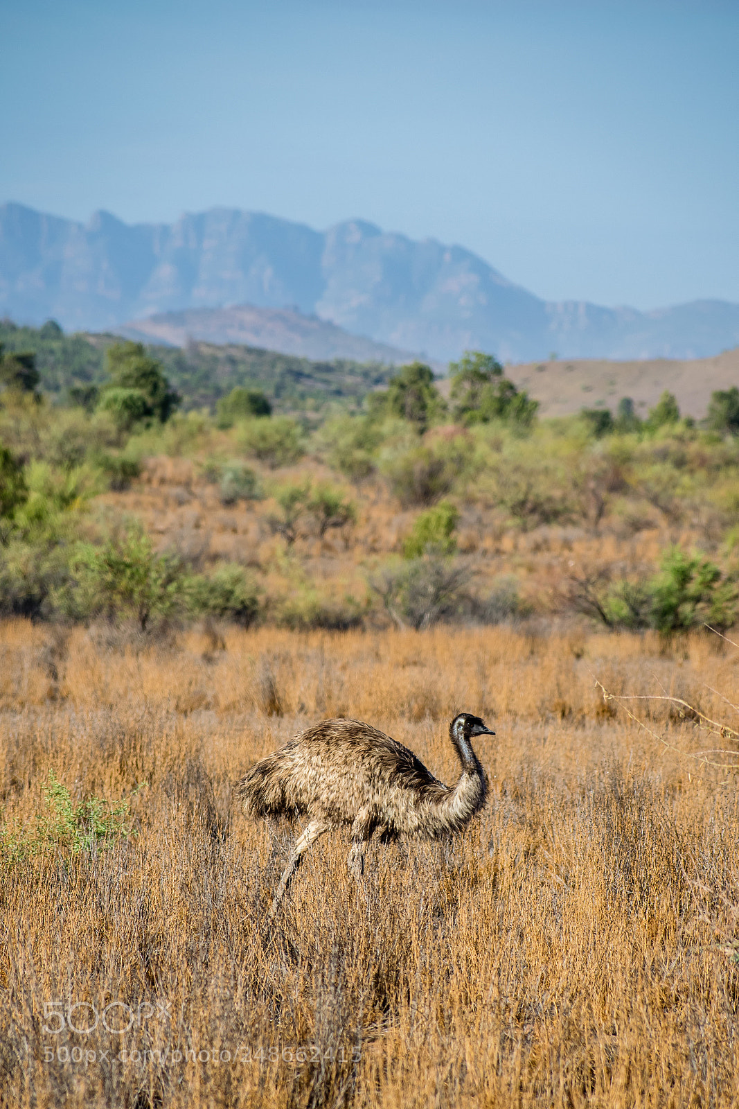 Nikon D5300 sample photo. Walk on the wild photography