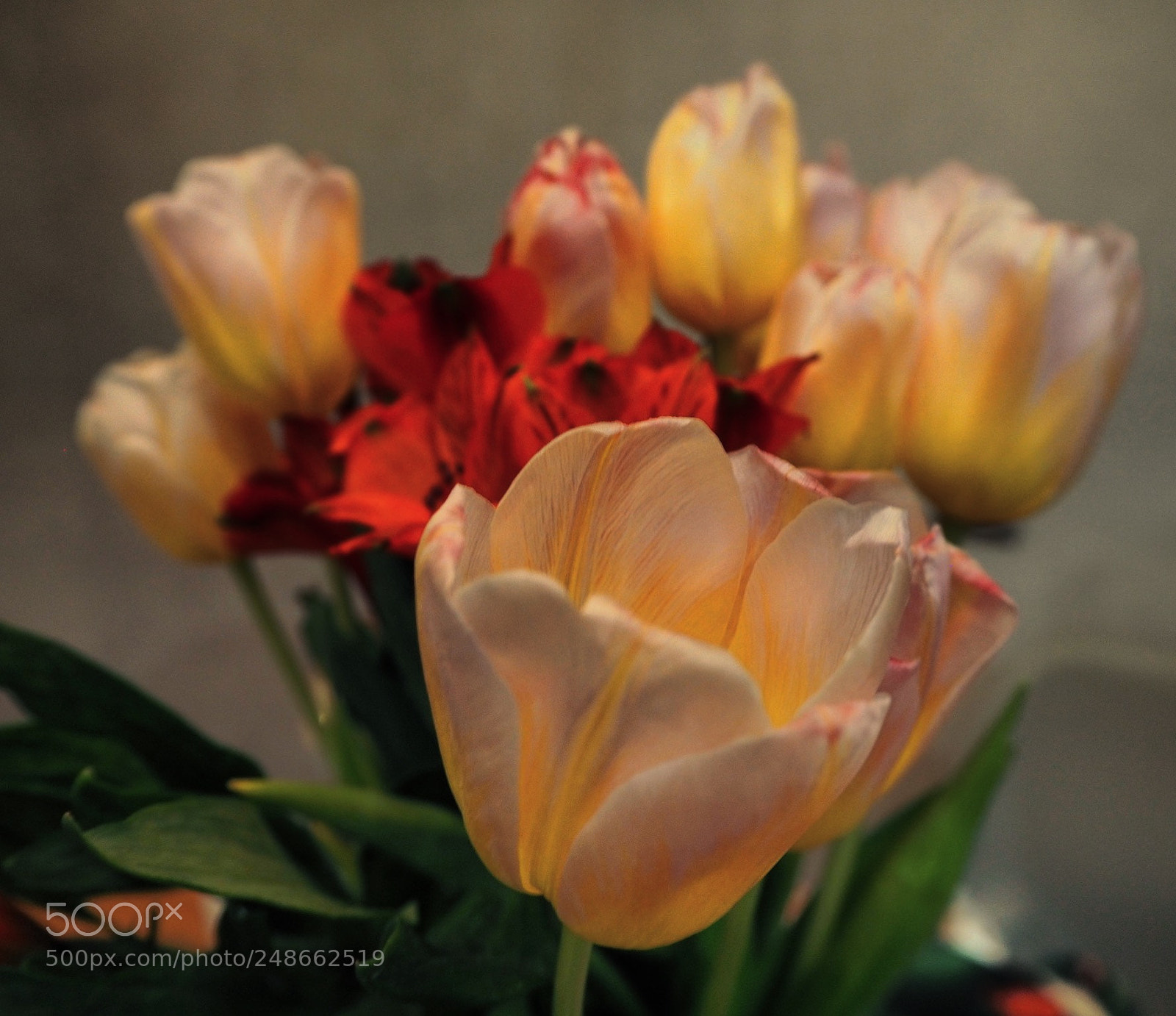 Olympus PEN E-PL7 sample photo. Happy 8th of march ?? photography
