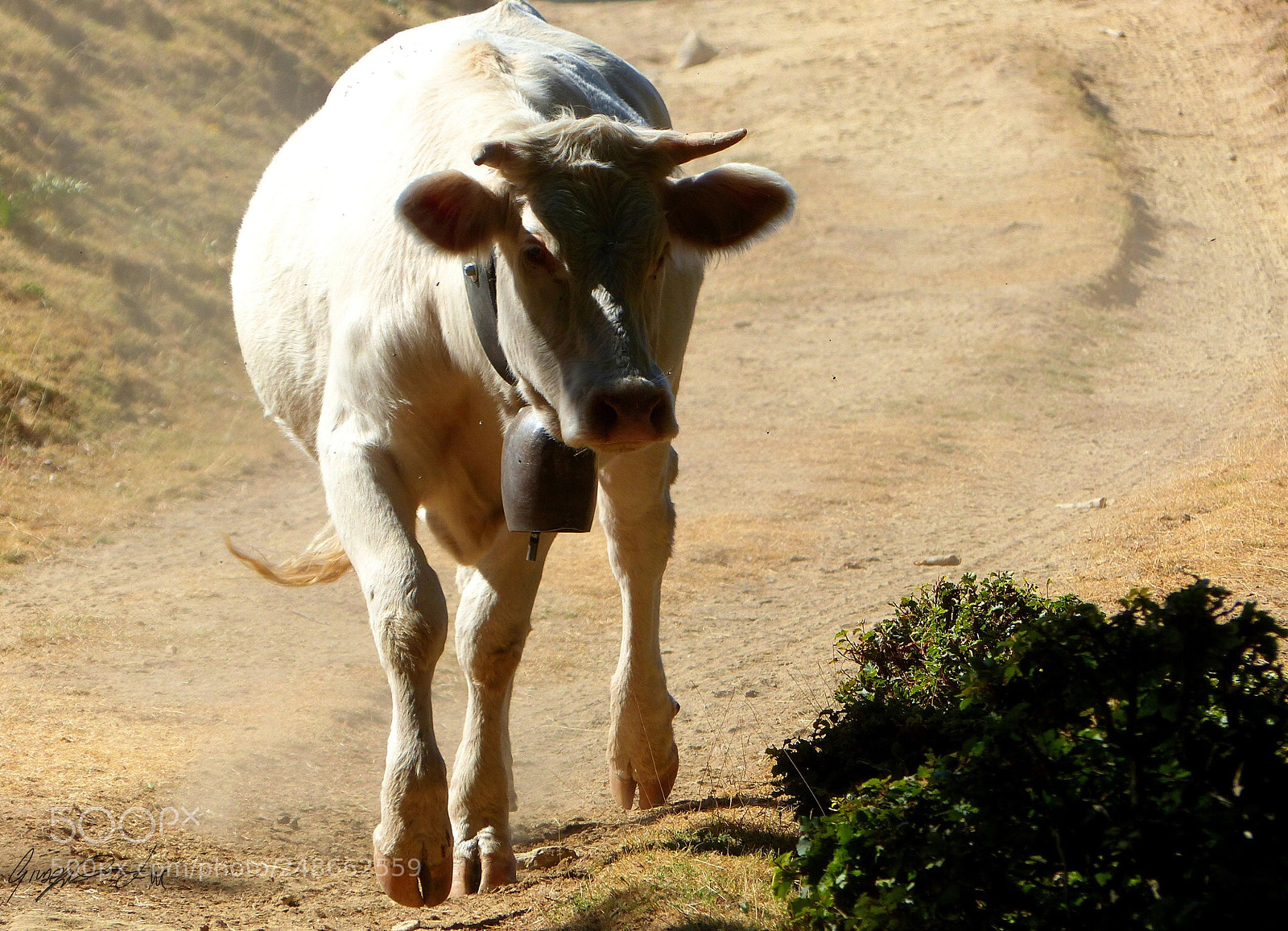 Panasonic Lumix DMC-FZ200 sample photo. Muuu photography