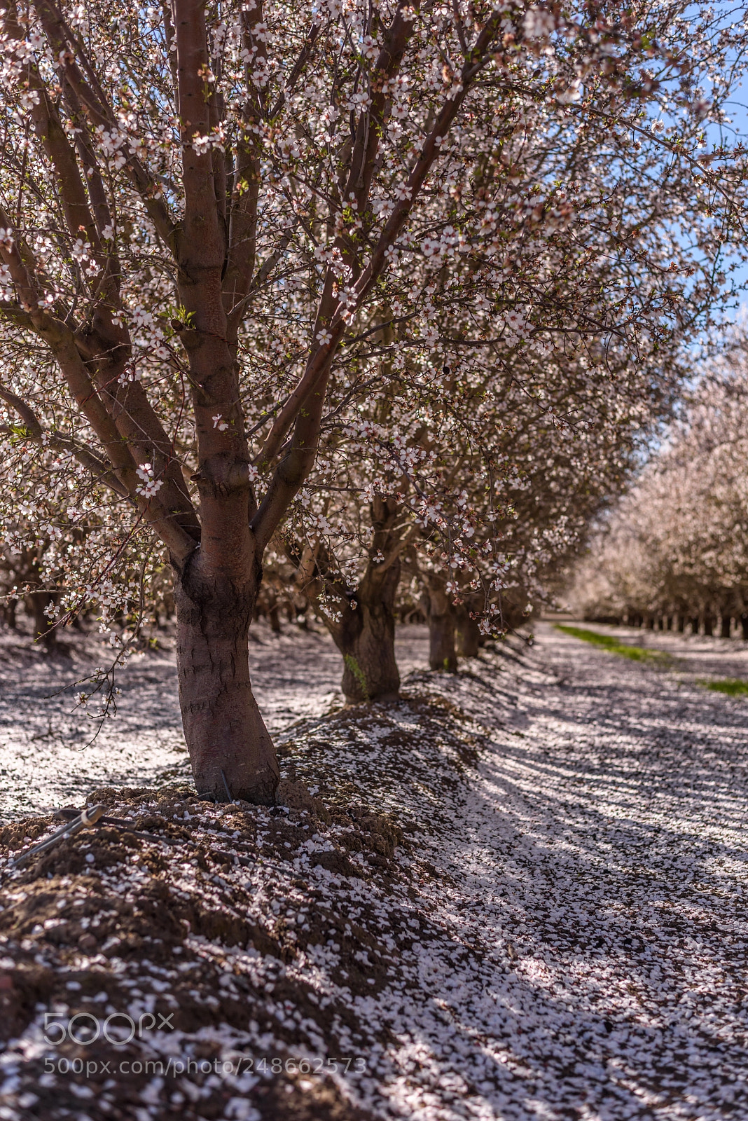Nikon D810 sample photo. Blossom photography