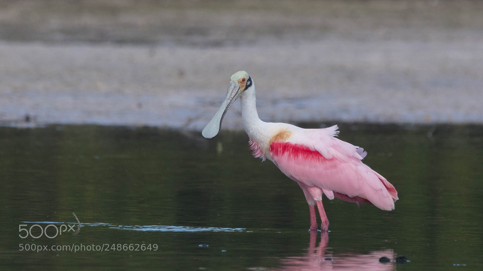 Canon EOS 5DS sample photo. Roseate spoonbill photography