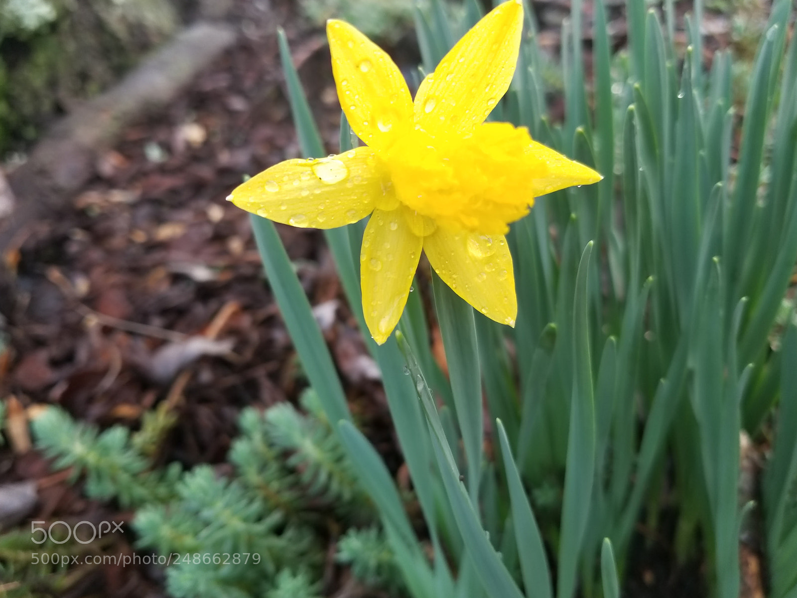 Samsung Galaxy S8 sample photo. Untitled photography