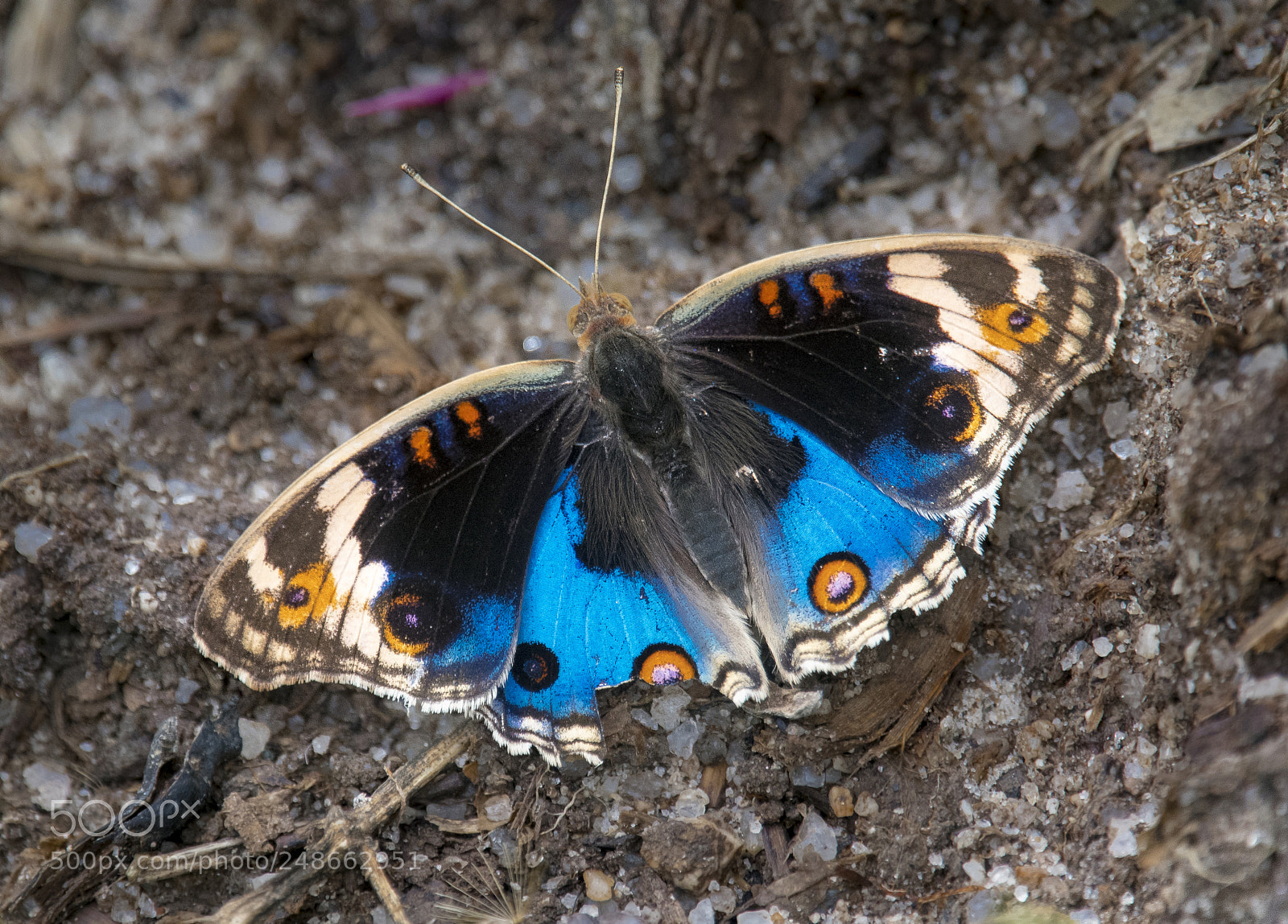 Nikon D500 sample photo. Blue pansy photography