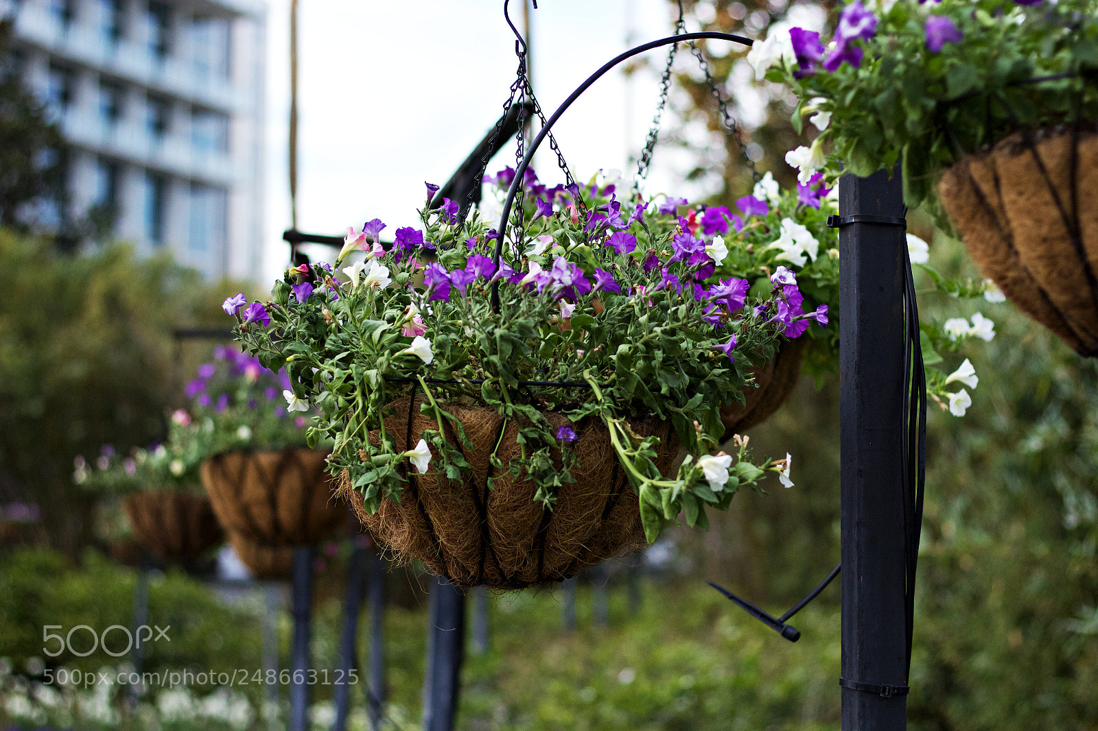 Canon EOS 60D + Canon EF 50mm F1.8 STM sample photo. Suspended colour photography