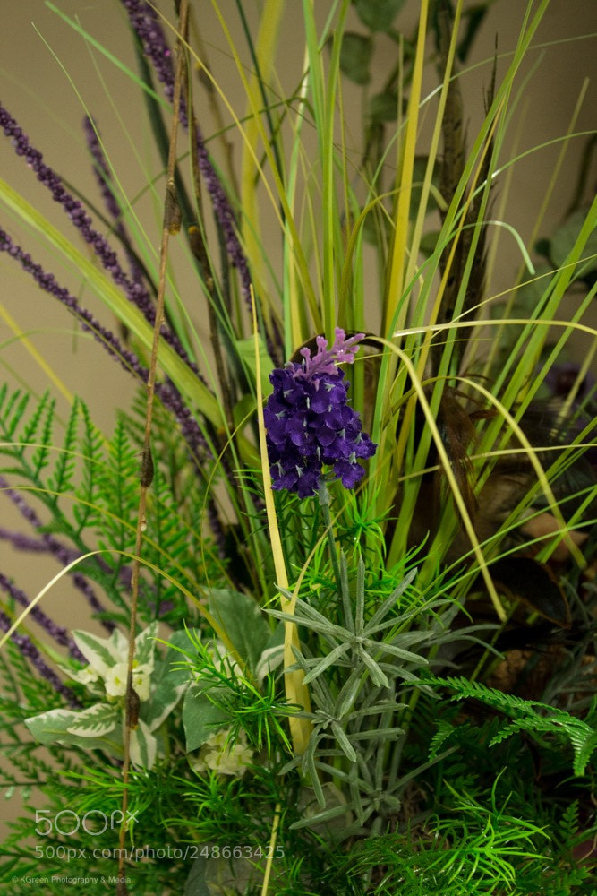 Canon EOS 1100D (EOS Rebel T3 / EOS Kiss X50) sample photo. Great shots can be photography