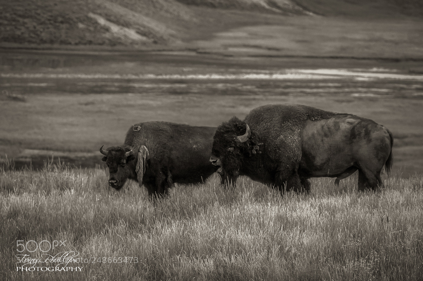Nikon D300 sample photo. Yellowstone bison photography