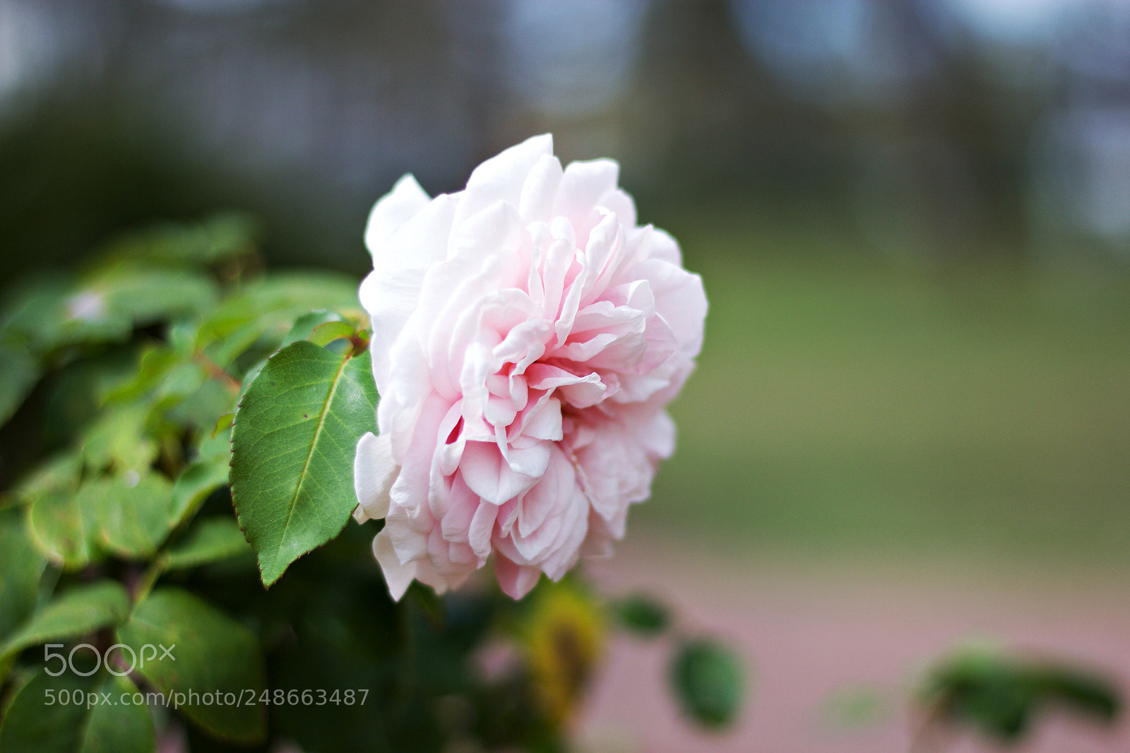 Canon EOS 60D + Canon EF 50mm F1.8 STM sample photo. Stand out photography