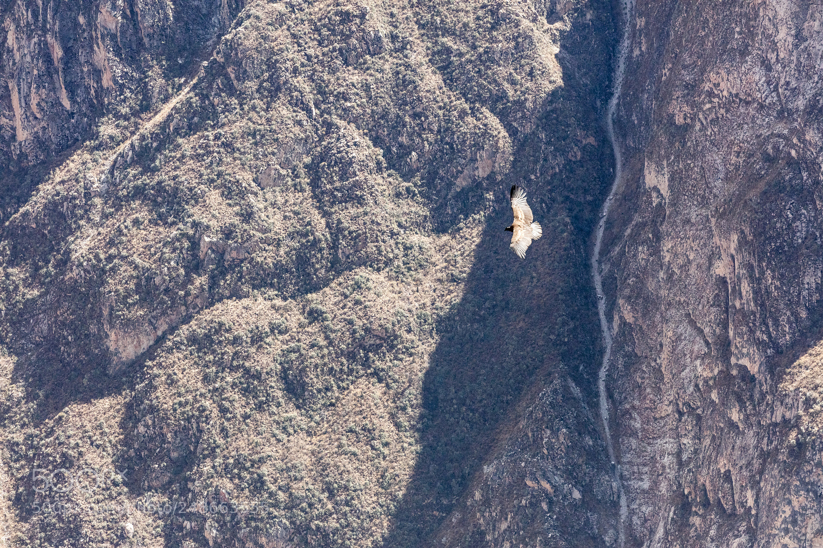Canon EOS 5DS R sample photo. Condor flying  in peru photography