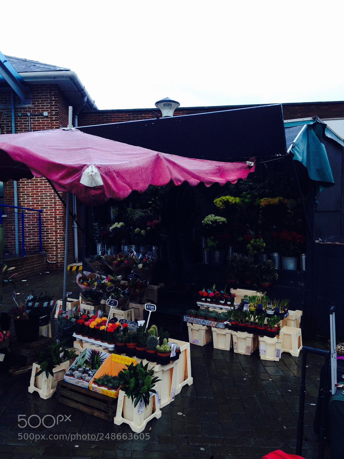 Apple iPhone 5 sample photo. Flowers beneath the pink photography