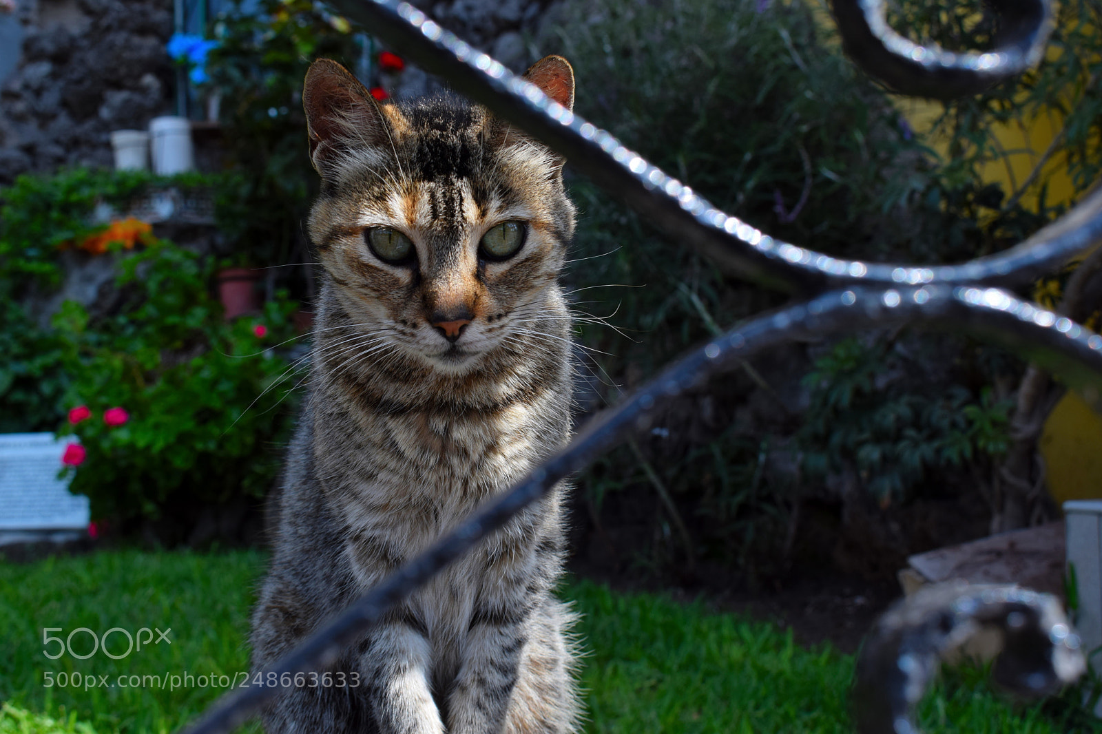 Nikon D5300 sample photo. Te estoy vigilando i photography