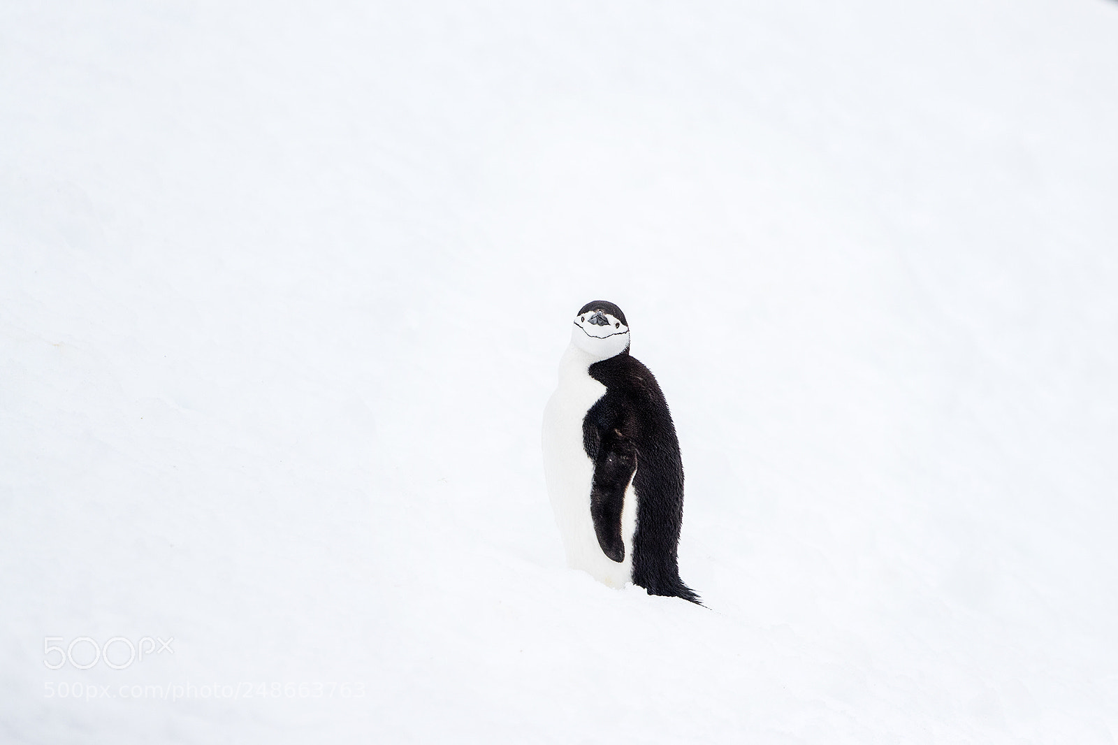 Canon EOS-1D X Mark II sample photo. Antarctica 2018 photography